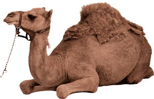 seguridad seguridad Tuareg Bike Desert