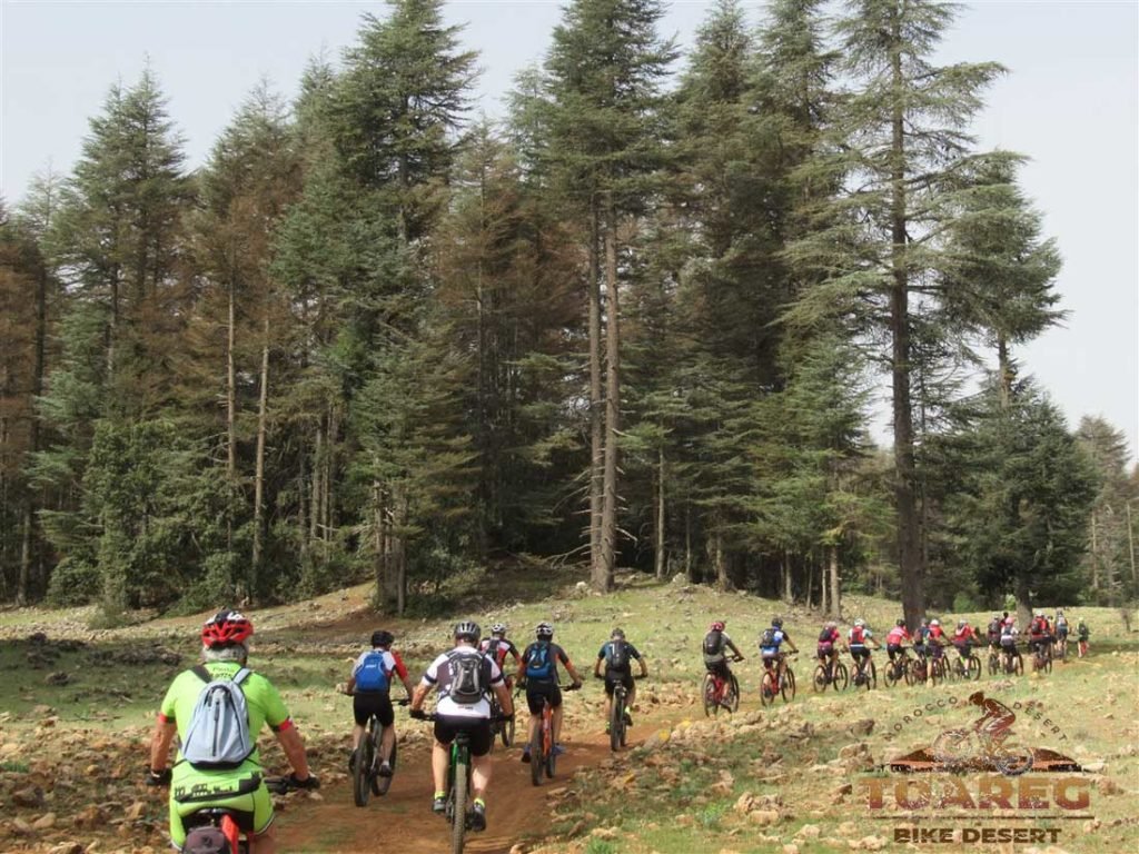 012---Día-22---Bosque-de-los-Cedros 012---Día-22---Bosque-de-los-Cedros