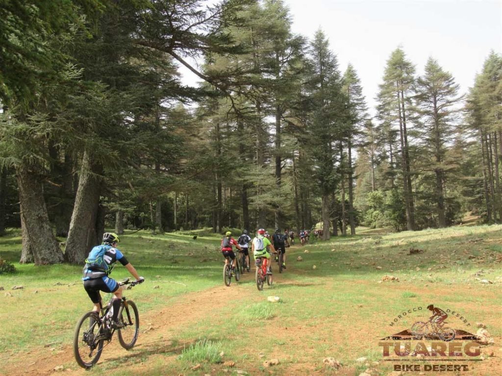 013---Día-22---Bosque-de-los-Cedros 013---Día-22---Bosque-de-los-Cedros