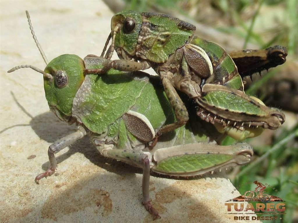 047---Día-22---Bosque-de-los-Cedros 047---Día-22---Bosque-de-los-Cedros