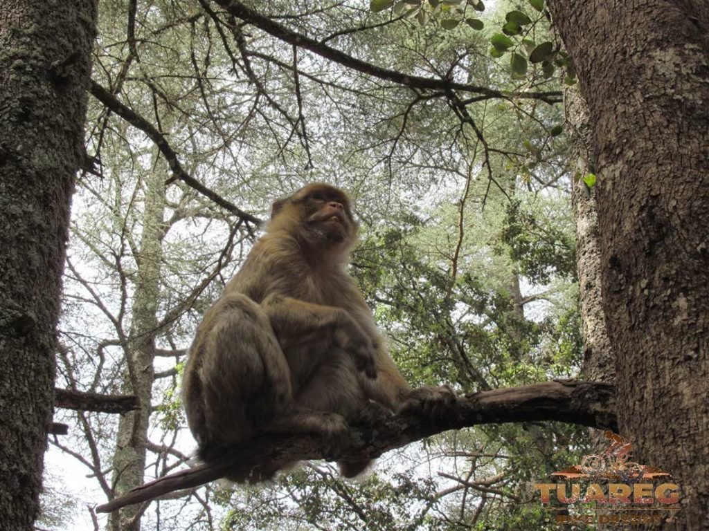 053---Día-22---Bosque-de-los-Cedros 053---Día-22---Bosque-de-los-Cedros