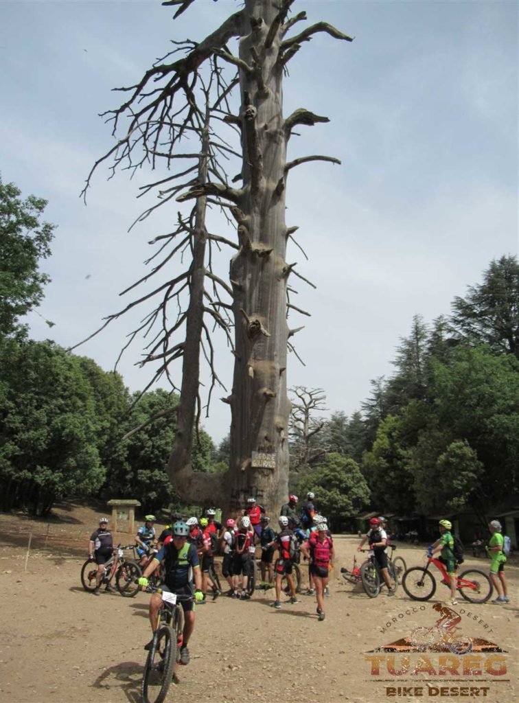 054---Día-22---Bosque-de-los-Cedros 054---Día-22---Bosque-de-los-Cedros