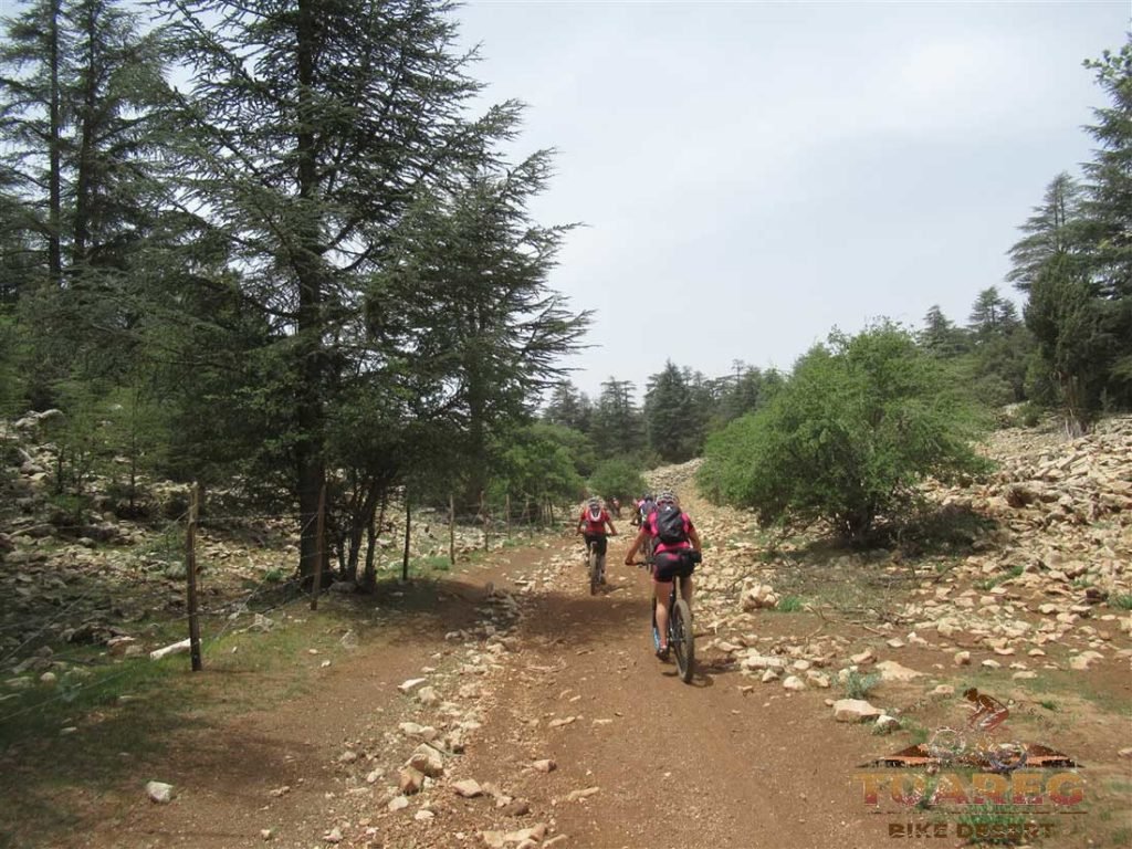 083---Día-22---Bosque-de-los-Cedros 083---Día-22---Bosque-de-los-Cedros