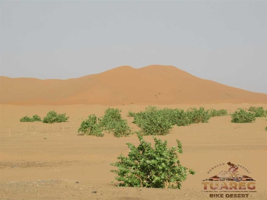 084---Día-27-Vuelta-a-la-Duna-de-Erg-Chebbi 084---Día-27-Vuelta-a-la-Duna-de-Erg-Chebbi