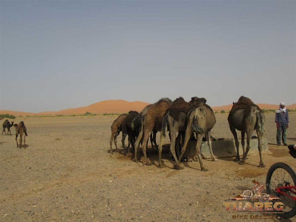 114---Día-27-Vuelta-a-la-Duna-de-Erg-Chebbi 114---Día-27-Vuelta-a-la-Duna-de-Erg-Chebbi