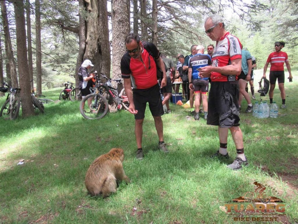 121---Día-22---Bosque-de-los-Cedros 121---Día-22---Bosque-de-los-Cedros