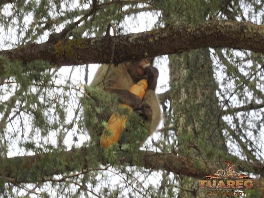 134---Día-22---Bosque-de-los-Cedros 134---Día-22---Bosque-de-los-Cedros