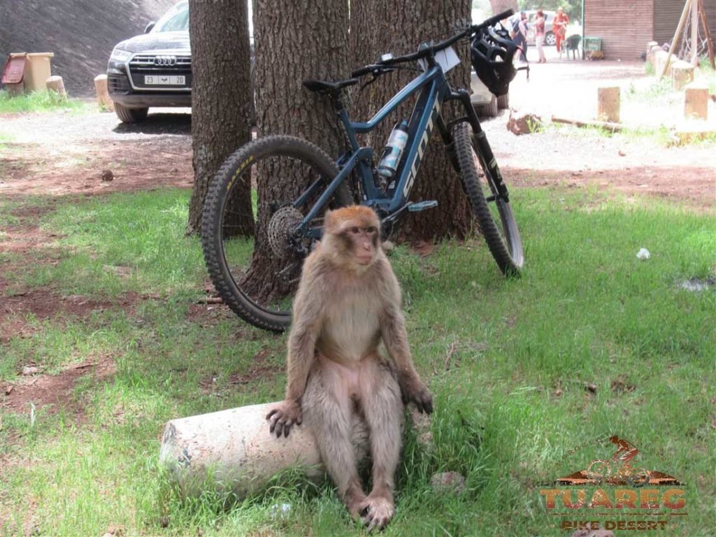 137---Día-22---Bosque-de-los-Cedros 137---Día-22---Bosque-de-los-Cedros