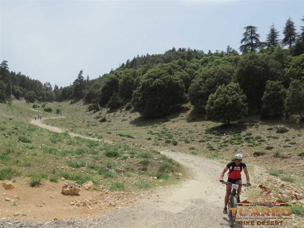 140---Día-22---Bosque-de-los-Cedros 140---Día-22---Bosque-de-los-Cedros