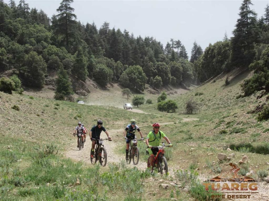 146---Día-22---Bosque-de-los-Cedros 146---Día-22---Bosque-de-los-Cedros